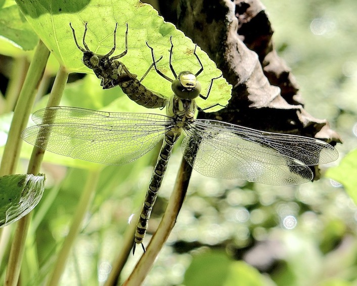 southern hawker